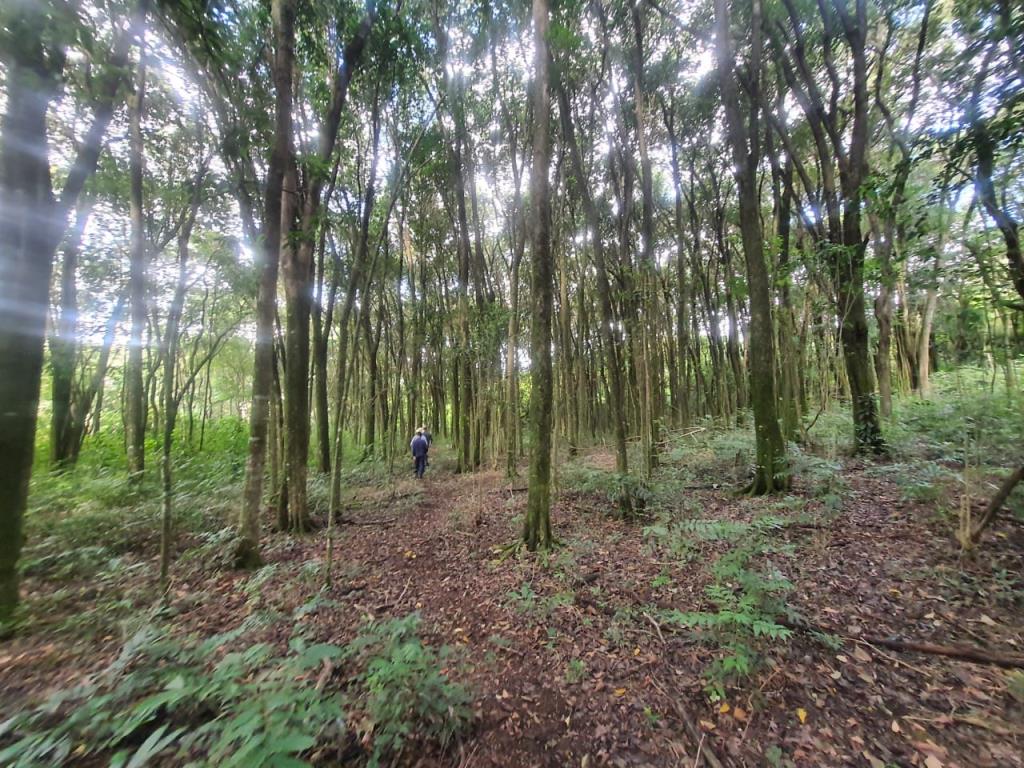 Terreno, à venda, Nossa Senhora das Graças - Caxias do Sul — foto 3