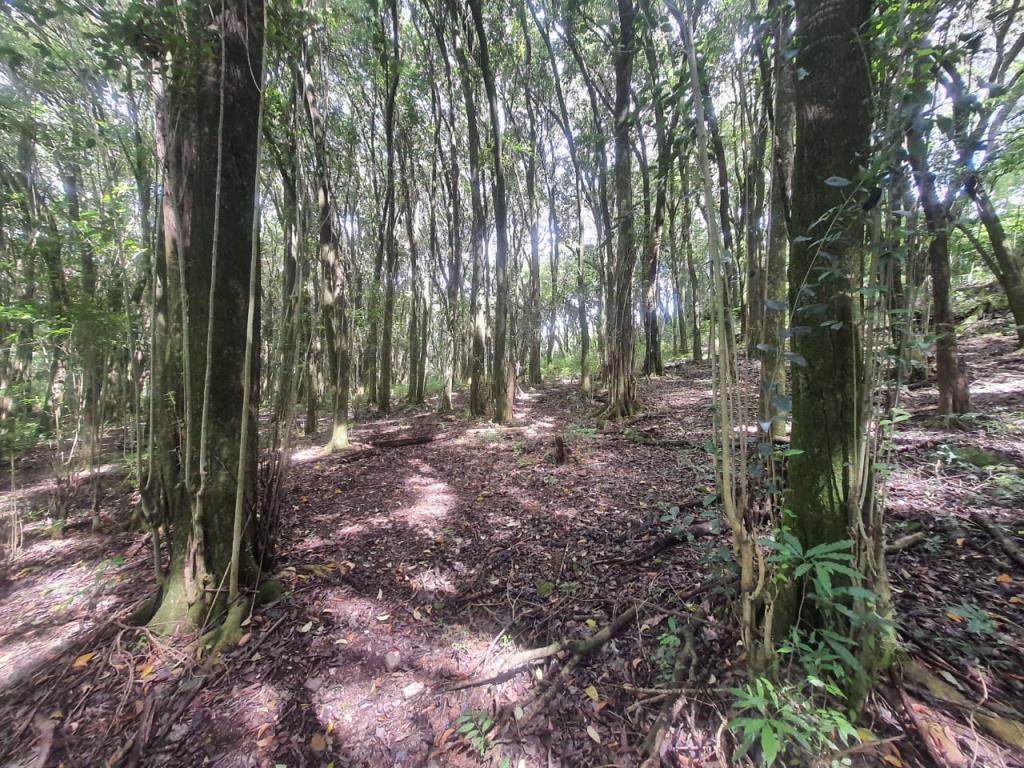 Terreno, à venda, Nossa Senhora das Graças - Caxias do Sul — foto 4