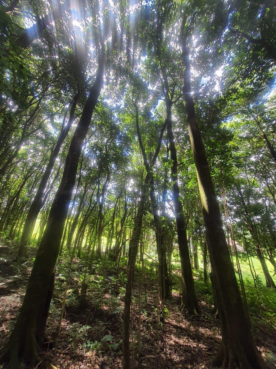 Terreno, à venda, Nossa Senhora das Graças - Caxias do Sul — foto 5