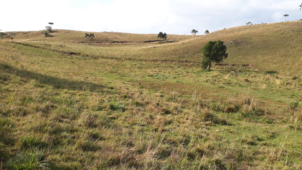 Terreno, à venda, Centro - São Francisco de Paula — foto 2