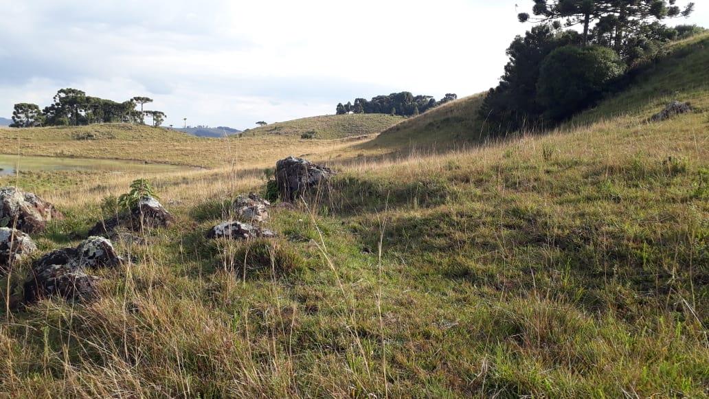 Terreno, à venda, Centro - São Francisco de Paula — foto 4