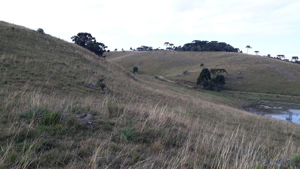 Terreno, à venda, Centro - São Francisco de Paula — foto 5