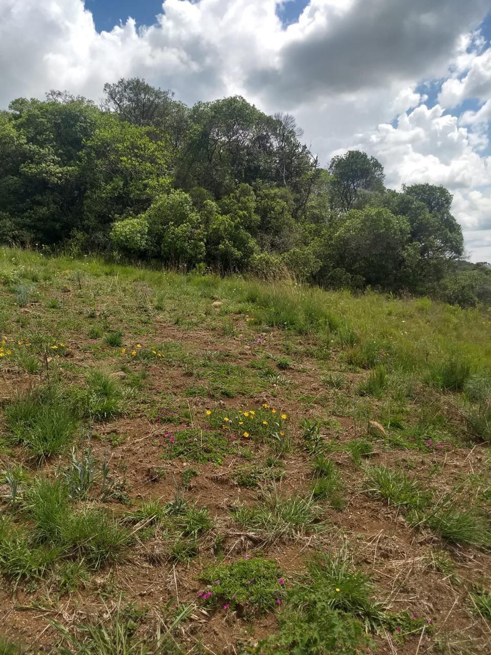 Terreno, à venda, Juá - São Francisco de Paula — foto 4