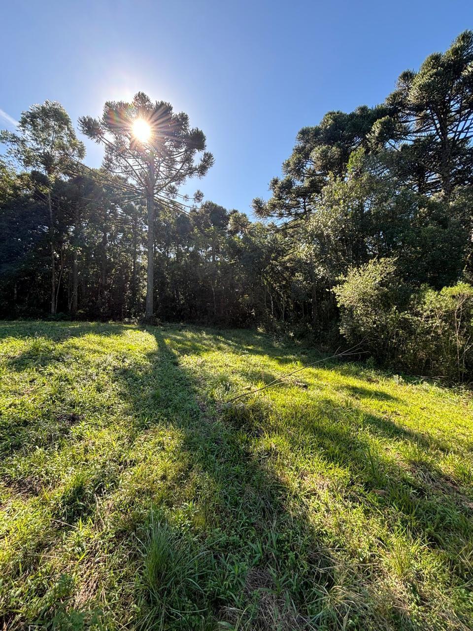 Chácara, à venda, 25.000 m², Centro - Caxias do Sul — foto 4