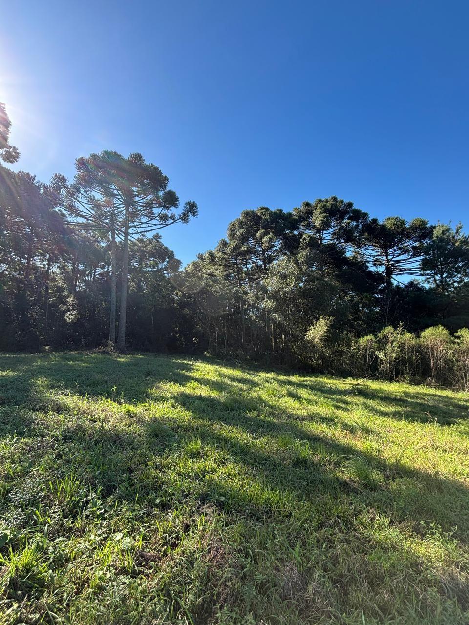 Chácara, à venda, 25.000 m², Centro - Caxias do Sul — foto 5